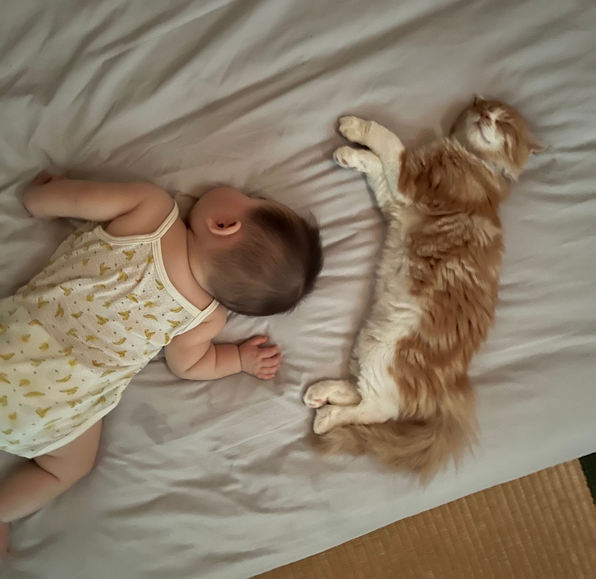 ７か国語に対応しました